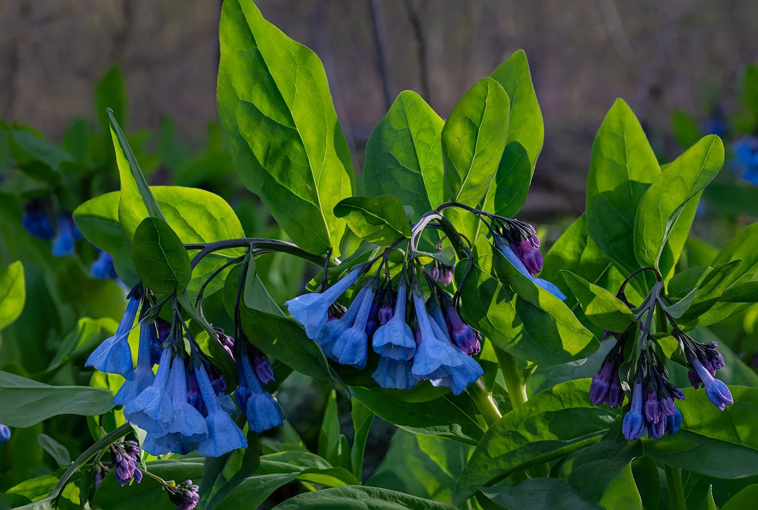 Bluebells, Potomac River Trail, MD