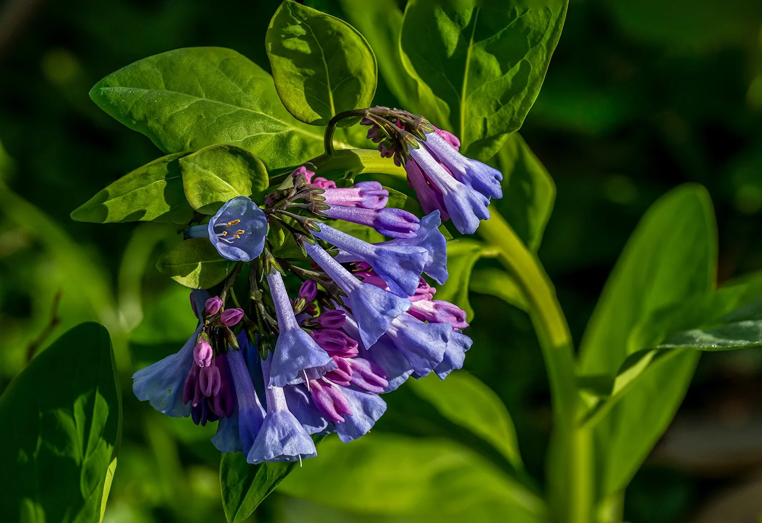 Bluebells, Potomac River Trail, MD