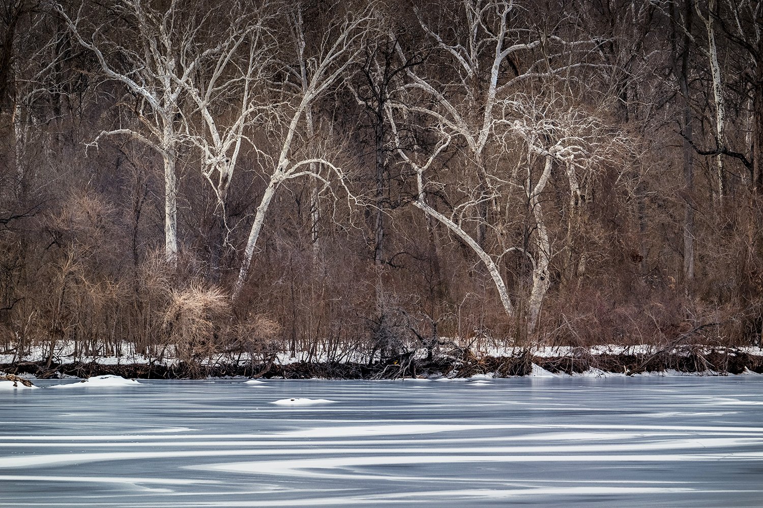 Sycamore Trees, Potomac River, MD