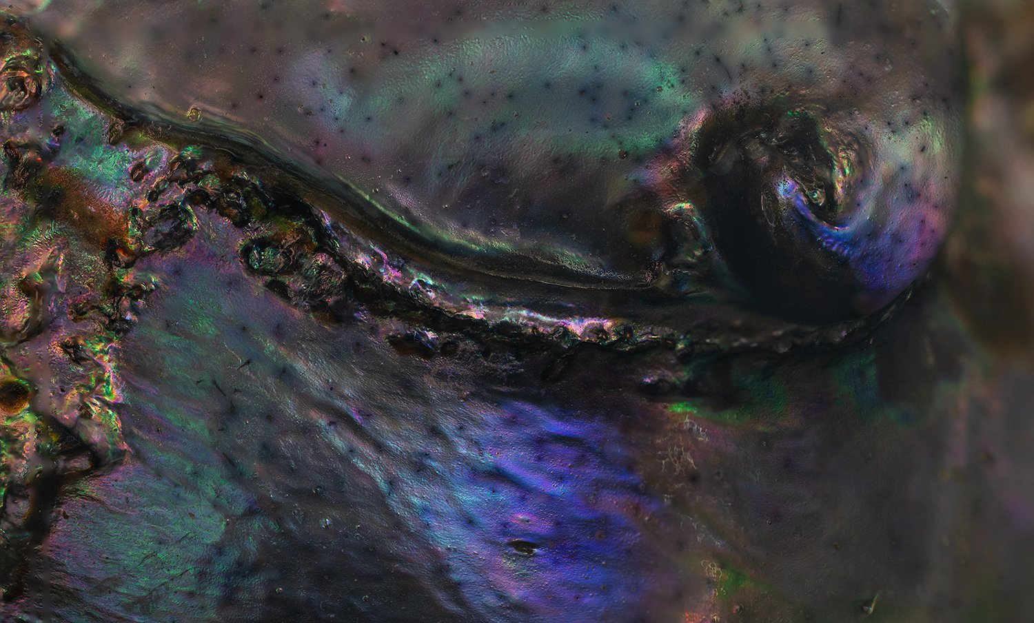 Abalone Shell