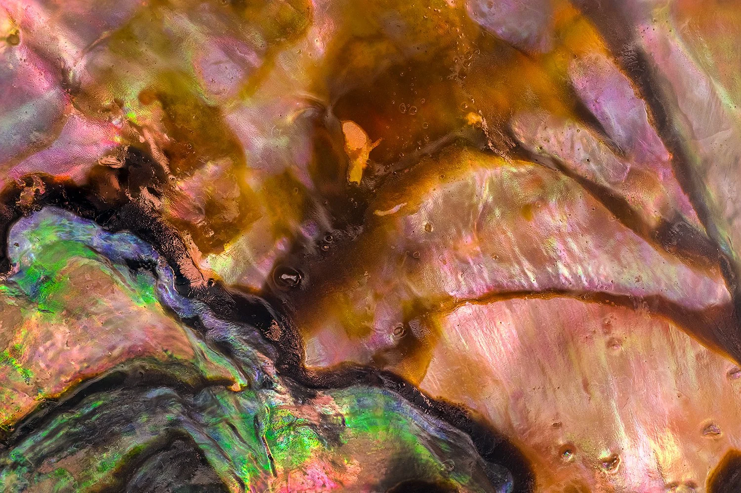 Abalone Shell