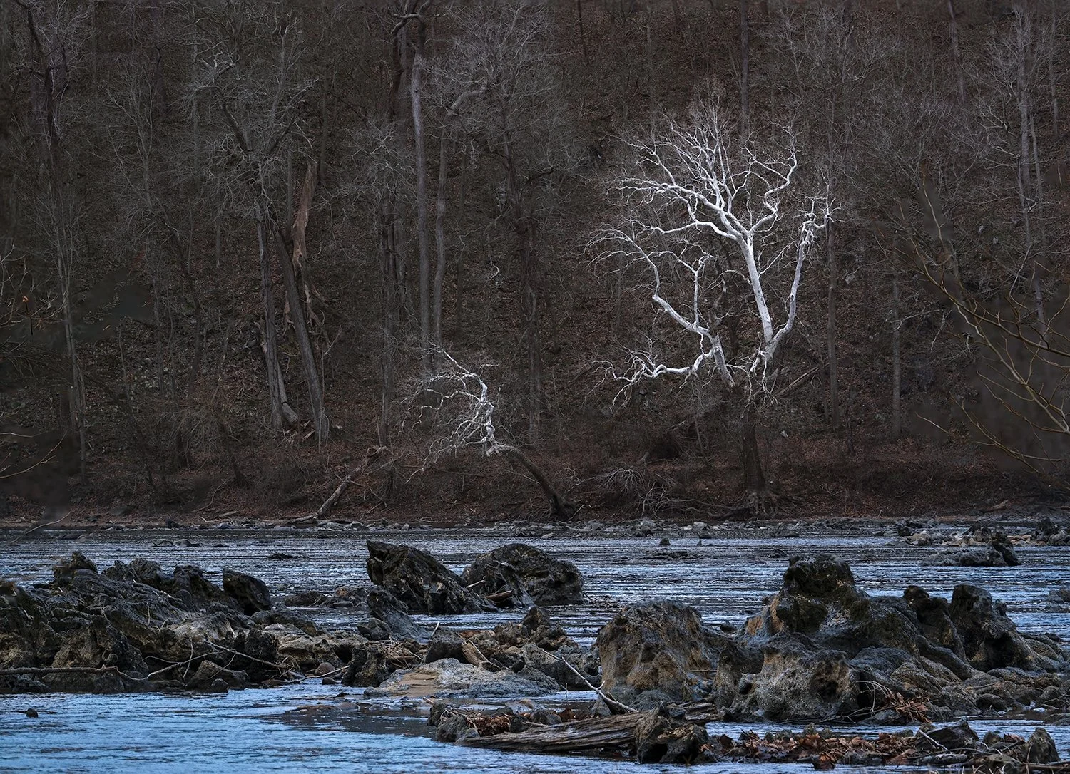 Sycamore Trees, Potomac River, MD