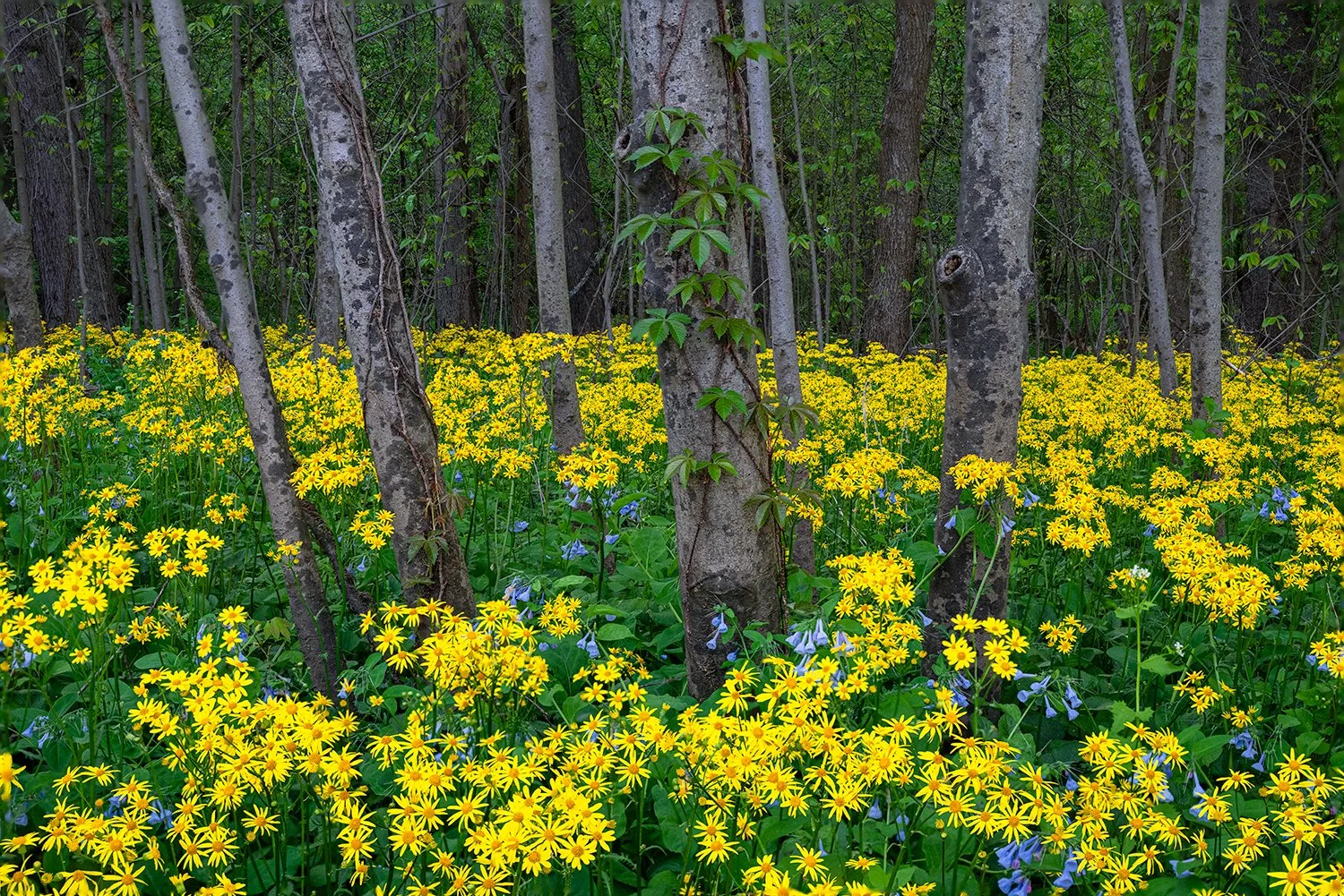 Spring