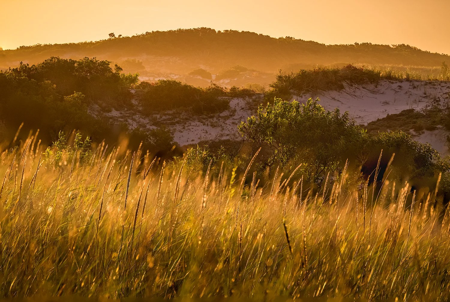 Sandy Neck Beach, Cape Cod, MA