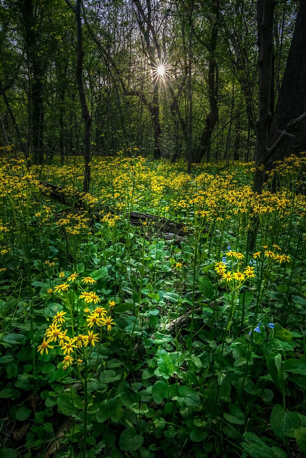 Ragwort, Potomac River Trail, MD