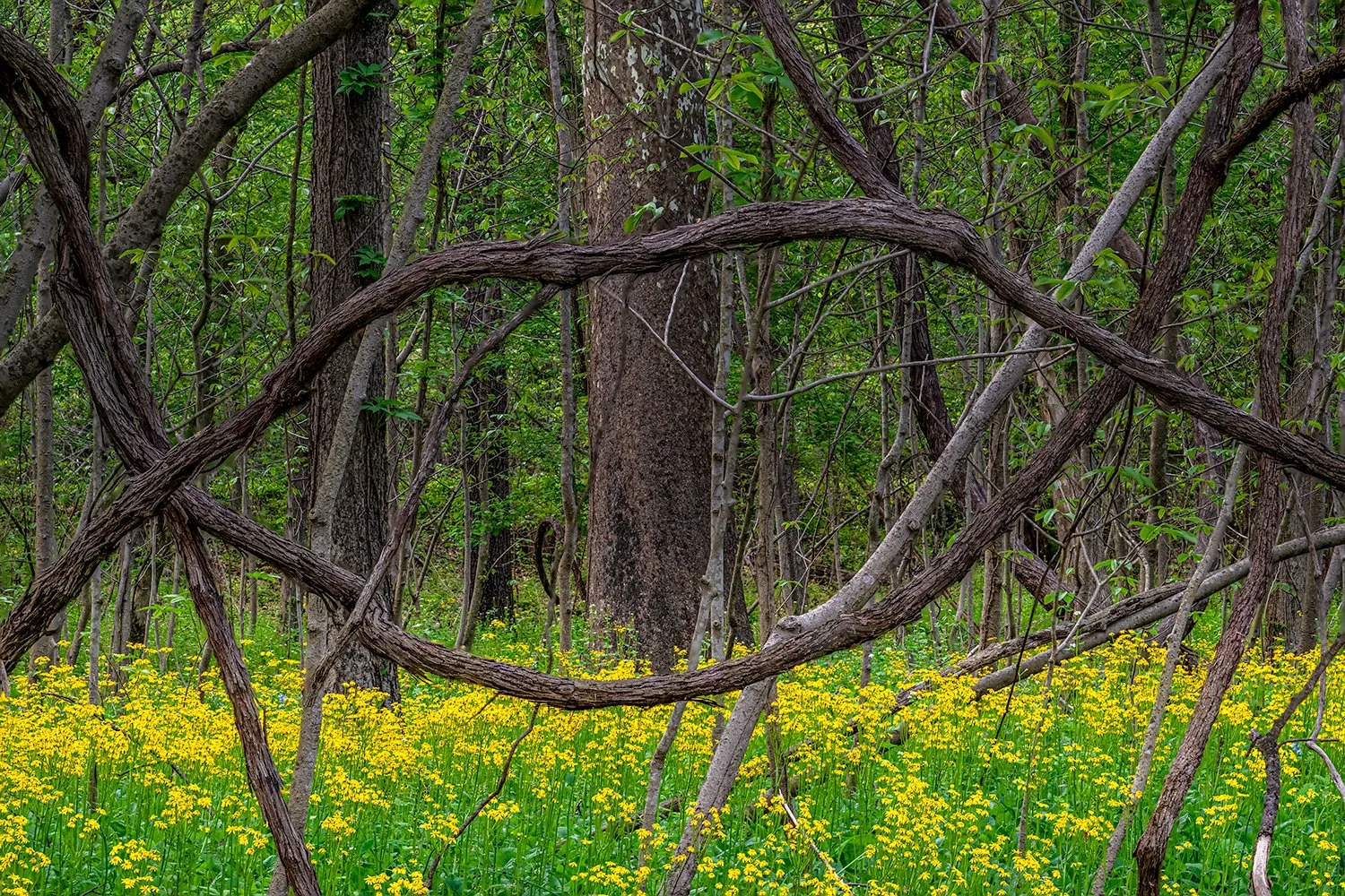 Ragwort, Potomac River Trail, MD