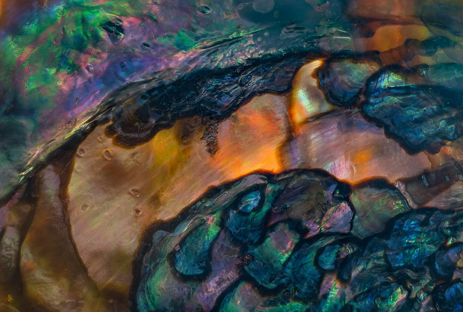 Abalone Shell