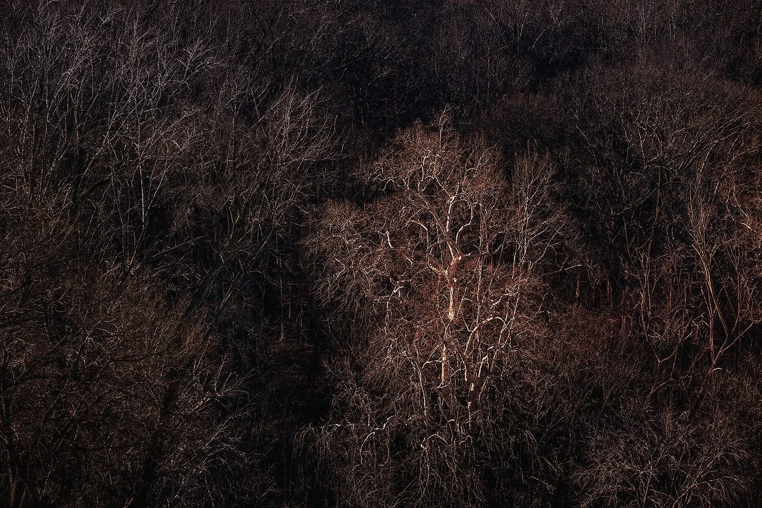 Sycamore Trees, Potomac River, MD