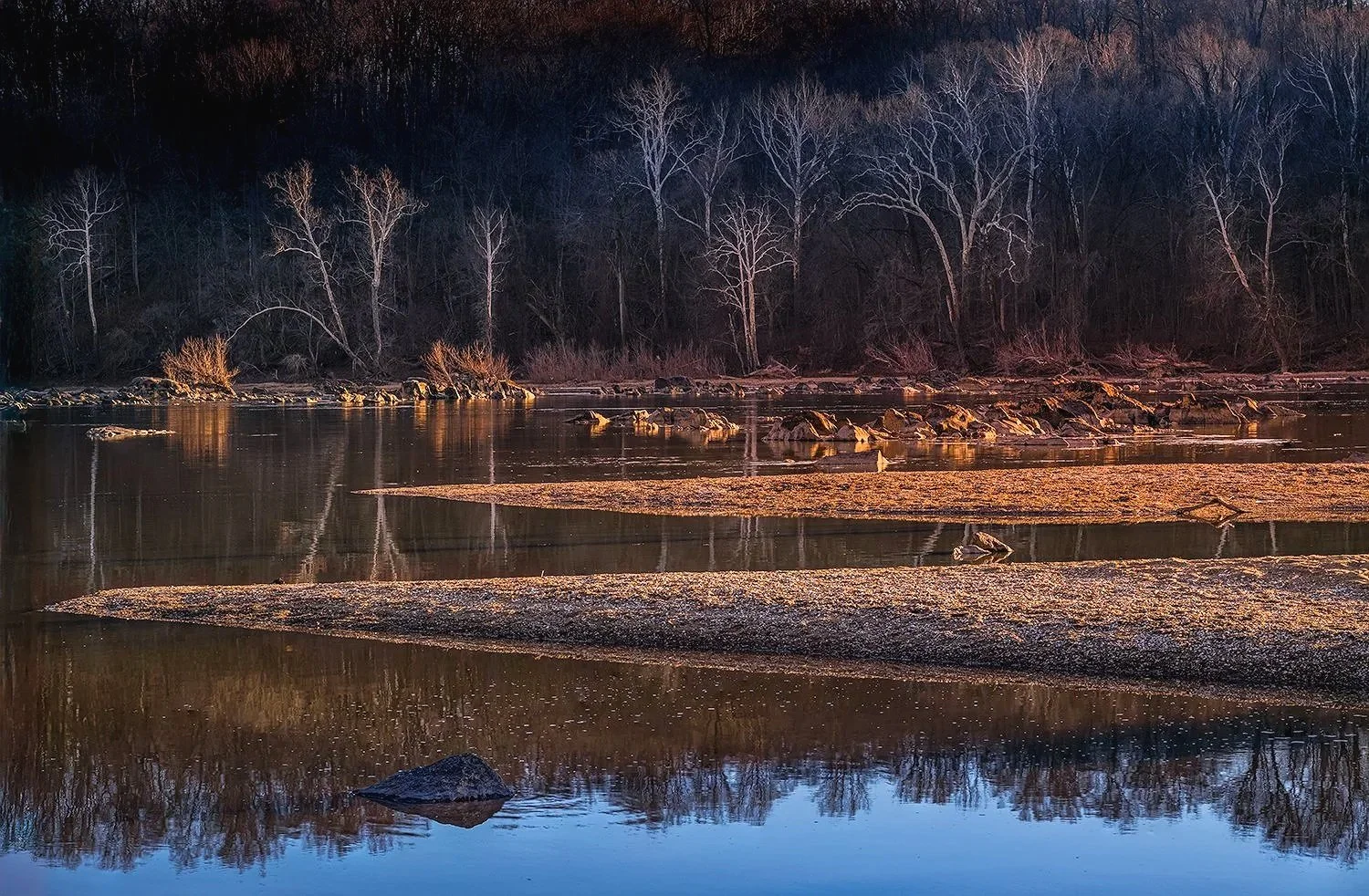 Sycamore Trees, Potomac River, MD