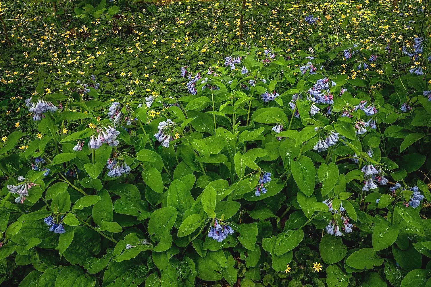 Bluebells, Potomac River Trail, MD