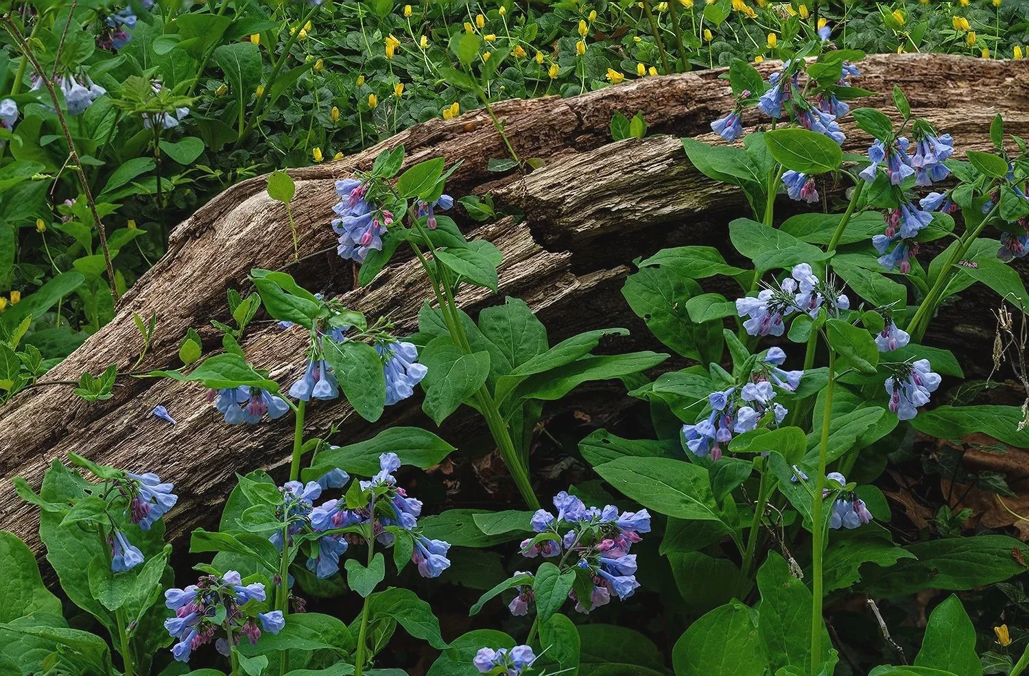 Bluebells, Potomac River Trail, MD