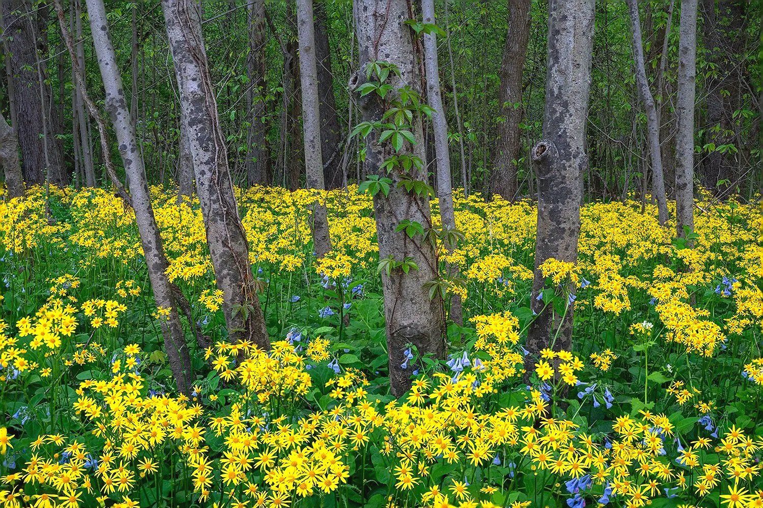 Ragwort, Potomac River Trail, MD