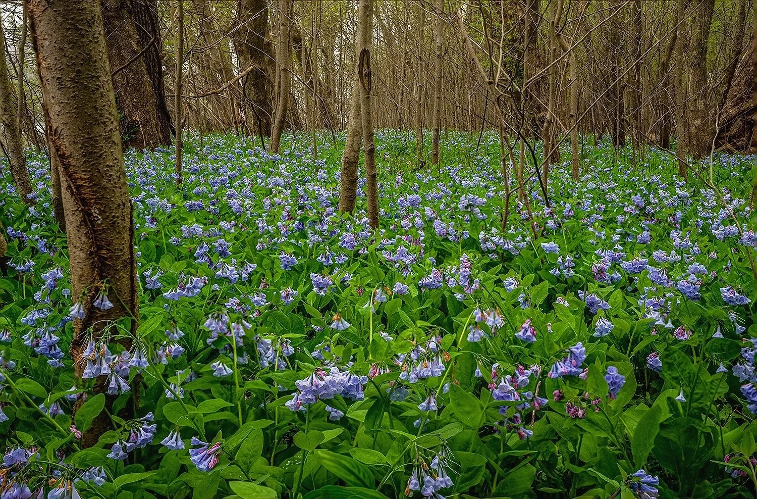 Bluebells, Potomac River Trail, MD