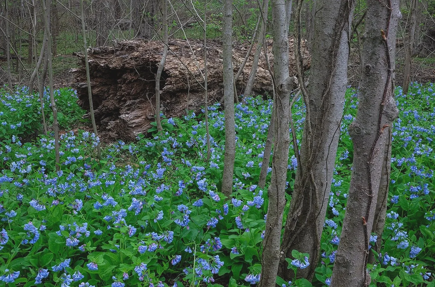 Bluebells, Potomac River Trail, MD