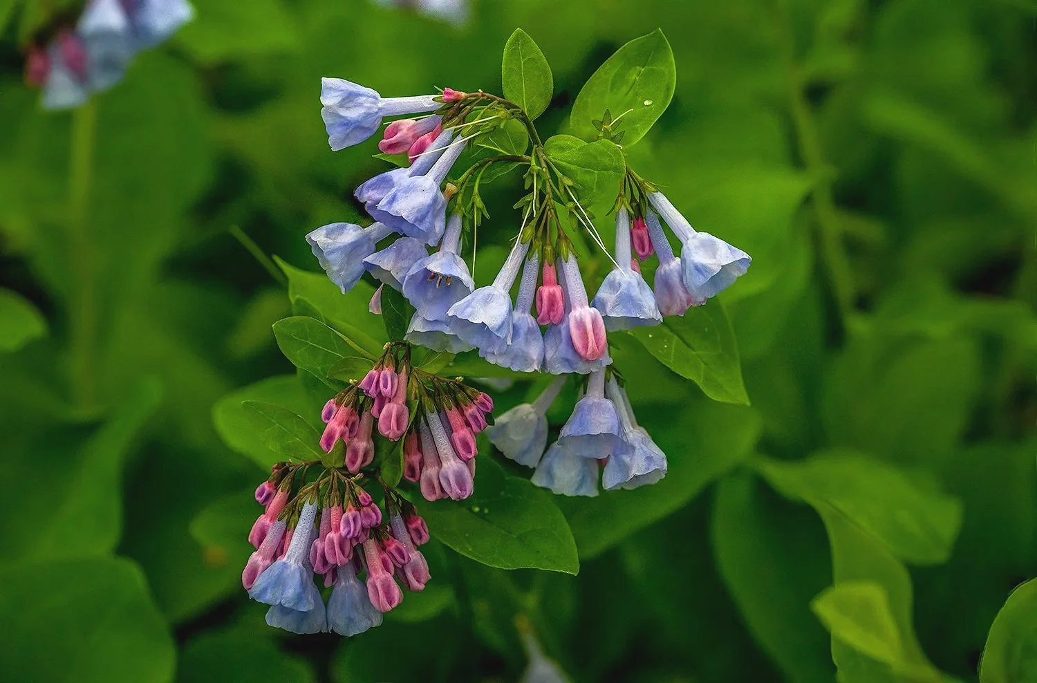 Bluebells, Potomac River Trail, MD