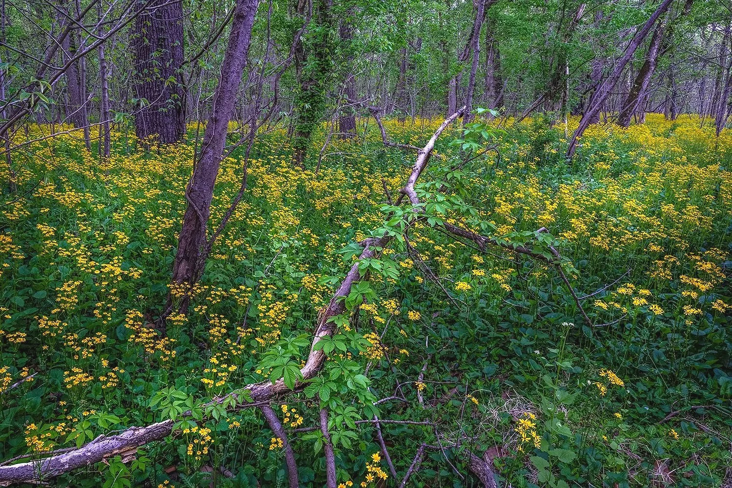 Ragwort, Potomac River Trail, MD