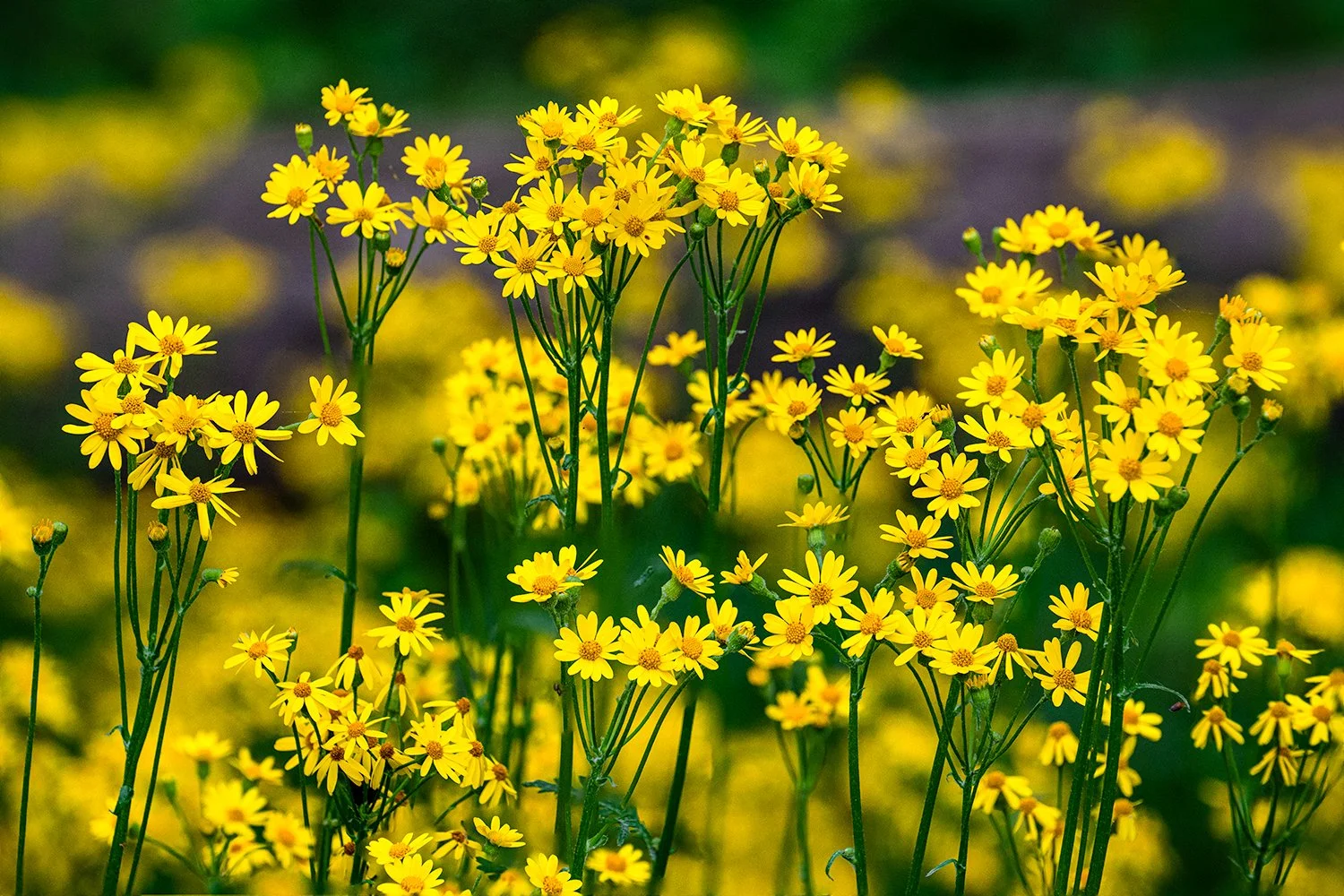Ragwort, Potomac River Trail, MD