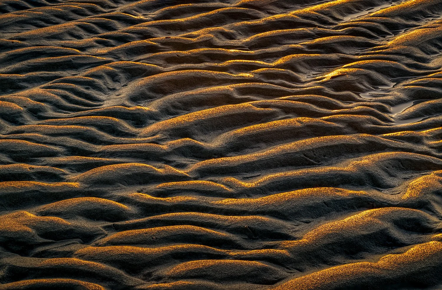 Sandy Neck Beach, Cape Cod, MA