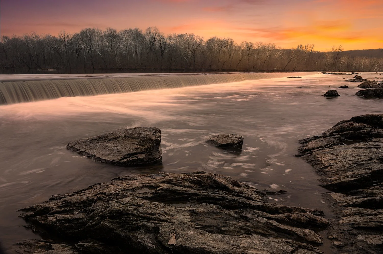 Sycamore Trees, Potomac River, MD