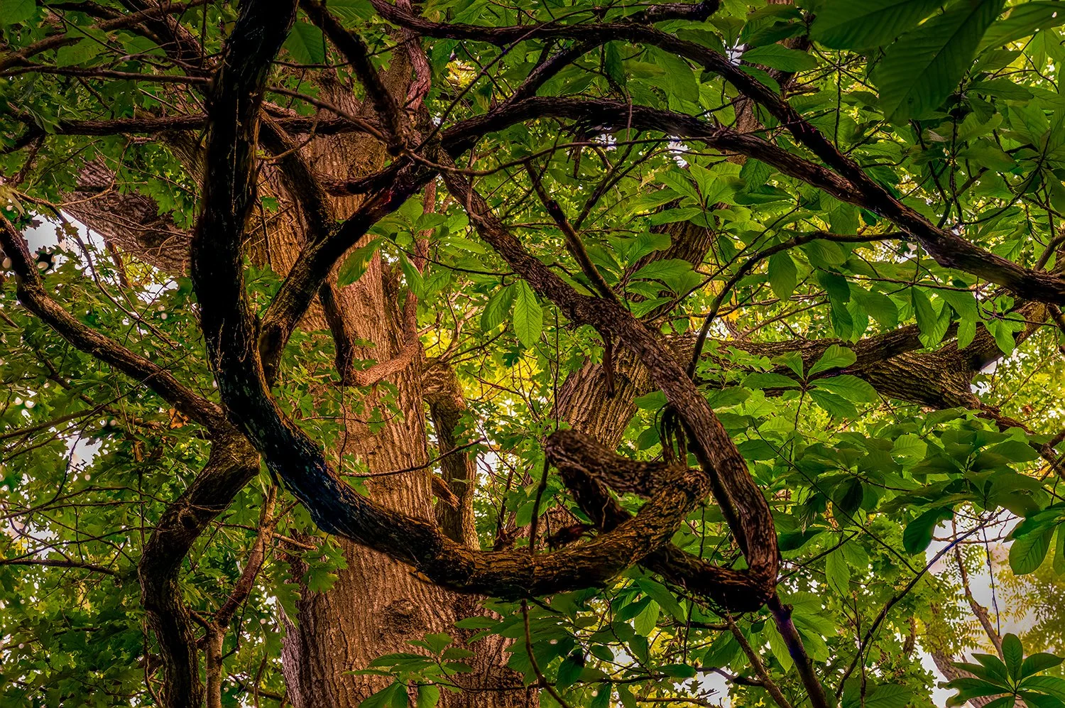 Vines, Great Falls Natl. Park, MD