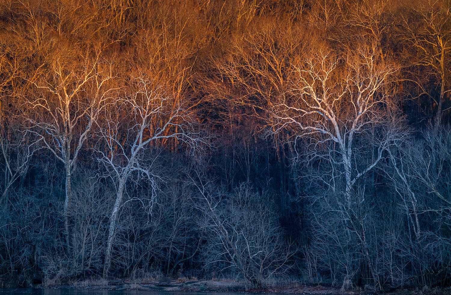 Sycamore Trees, Potomac River, MD