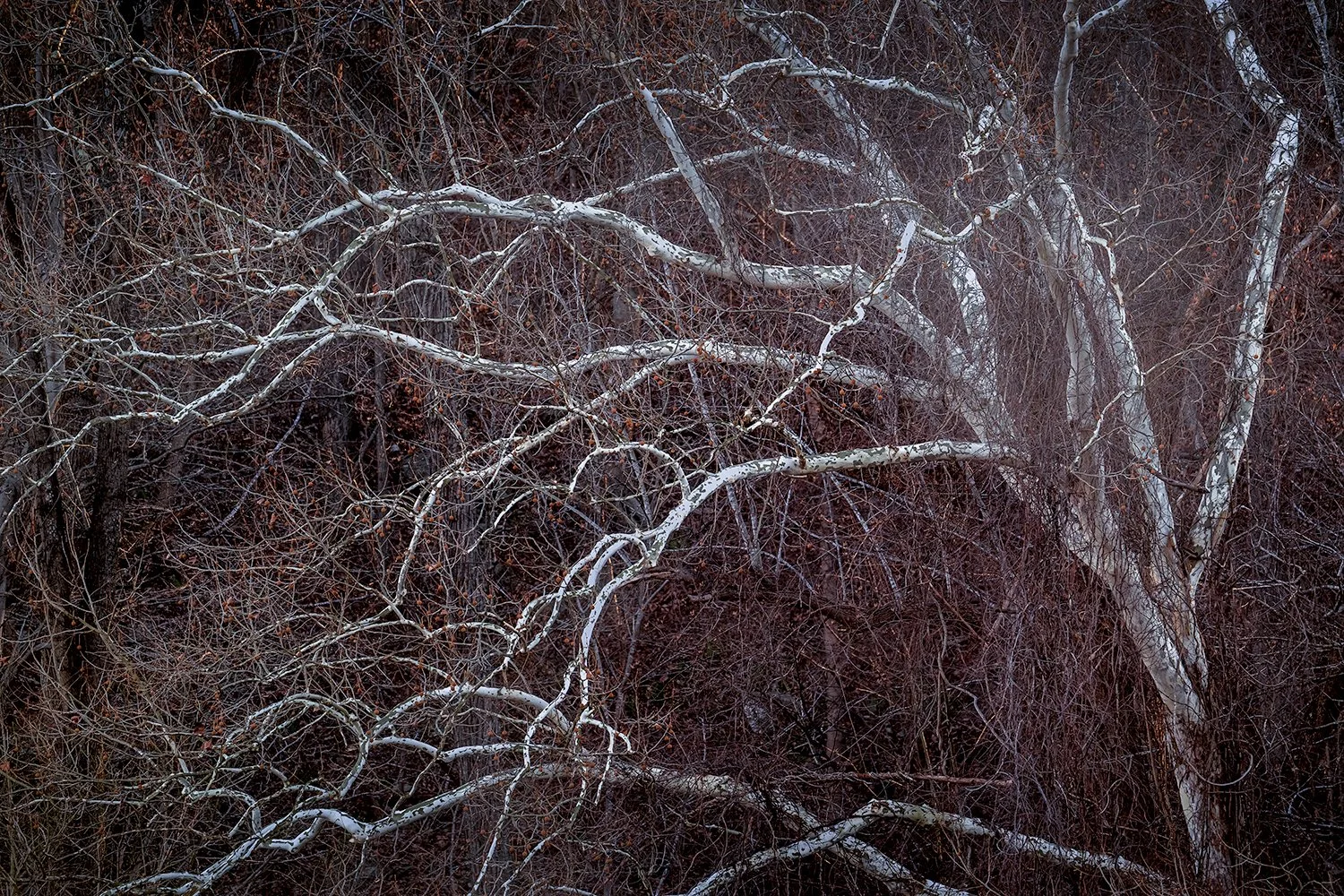 Sycamore Trees, Potomac River, MD