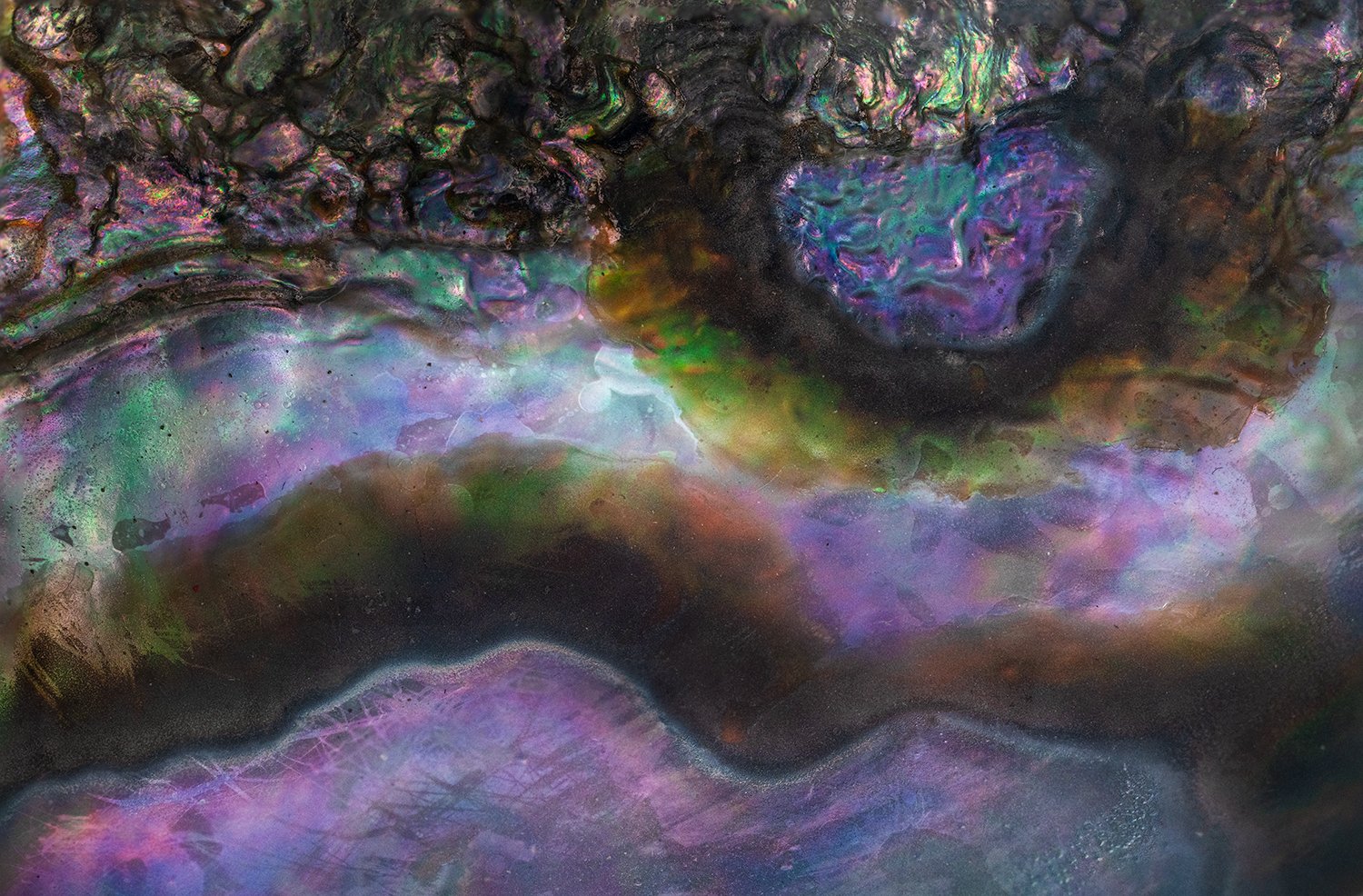 Abalone Shell