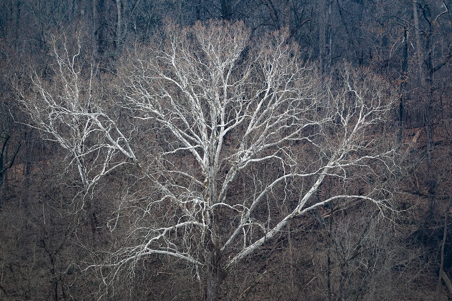 Sycamore Trees, Potomac River, MD