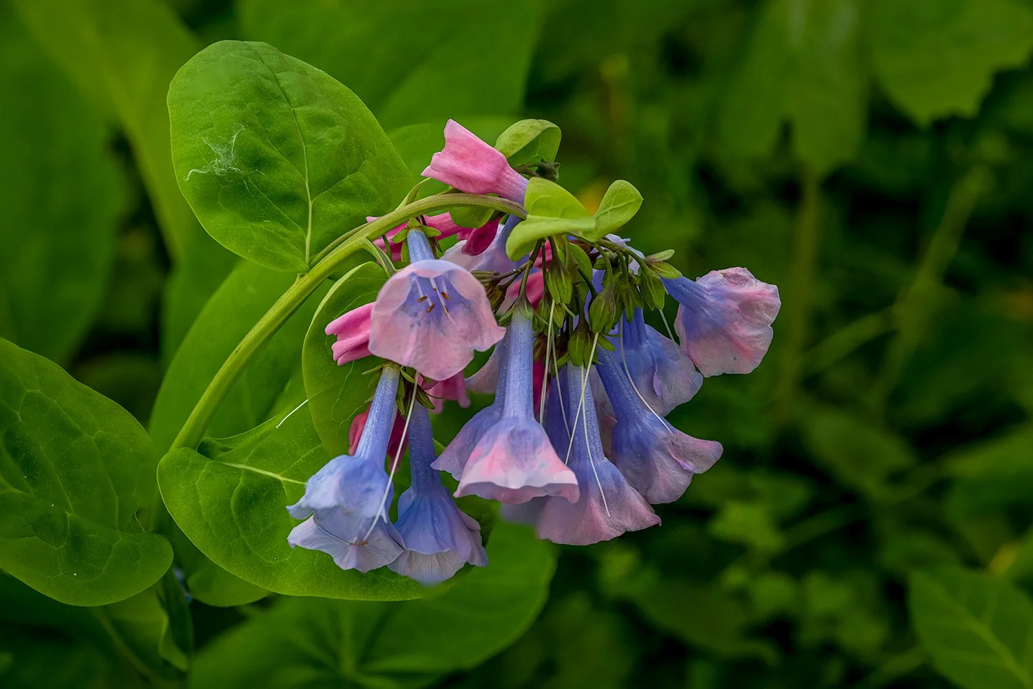 Bluebells, Potomac River Trail, MD