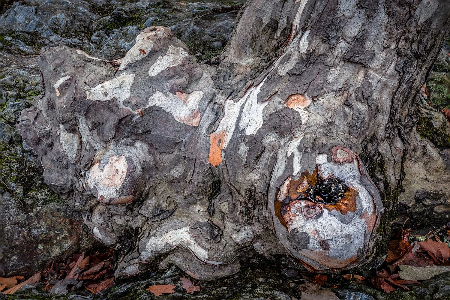 Sycamore Trees, Potomac River, MD