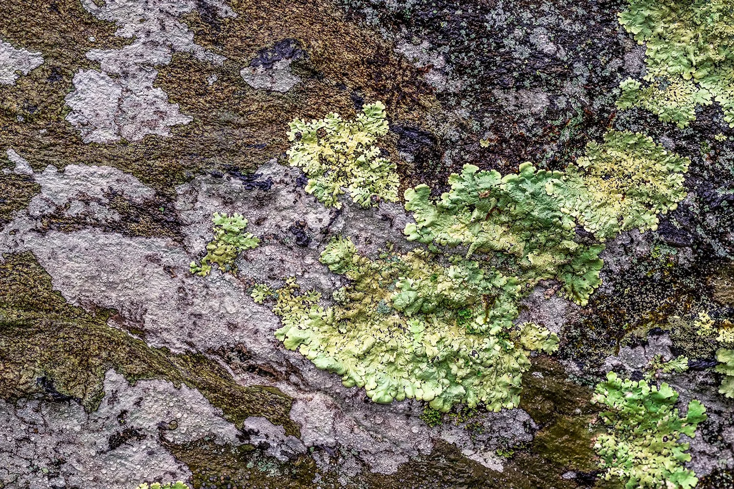 Lichen, Great Falls Natl. Park, MD