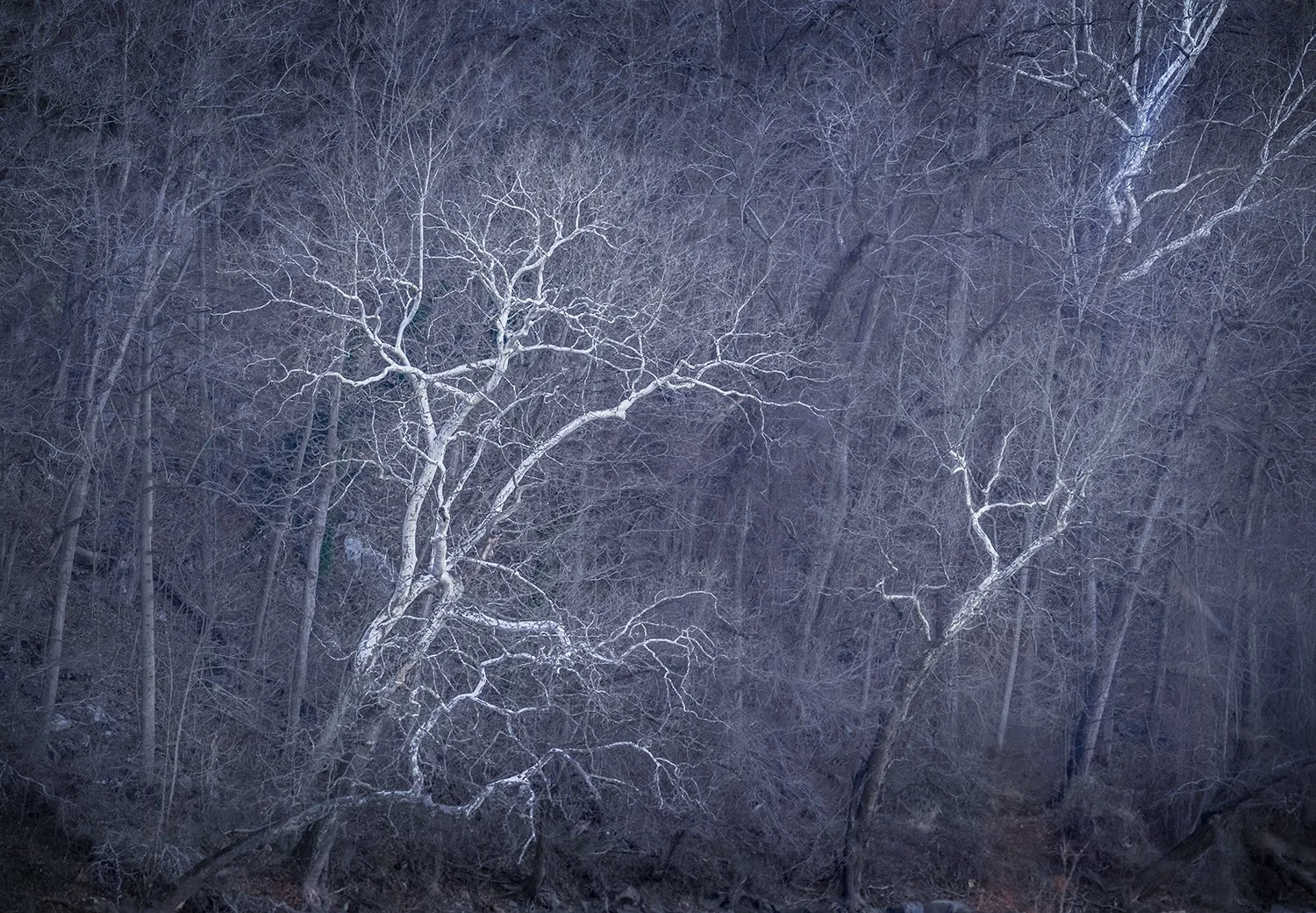 Sycamore Trees, Potomac River, MD