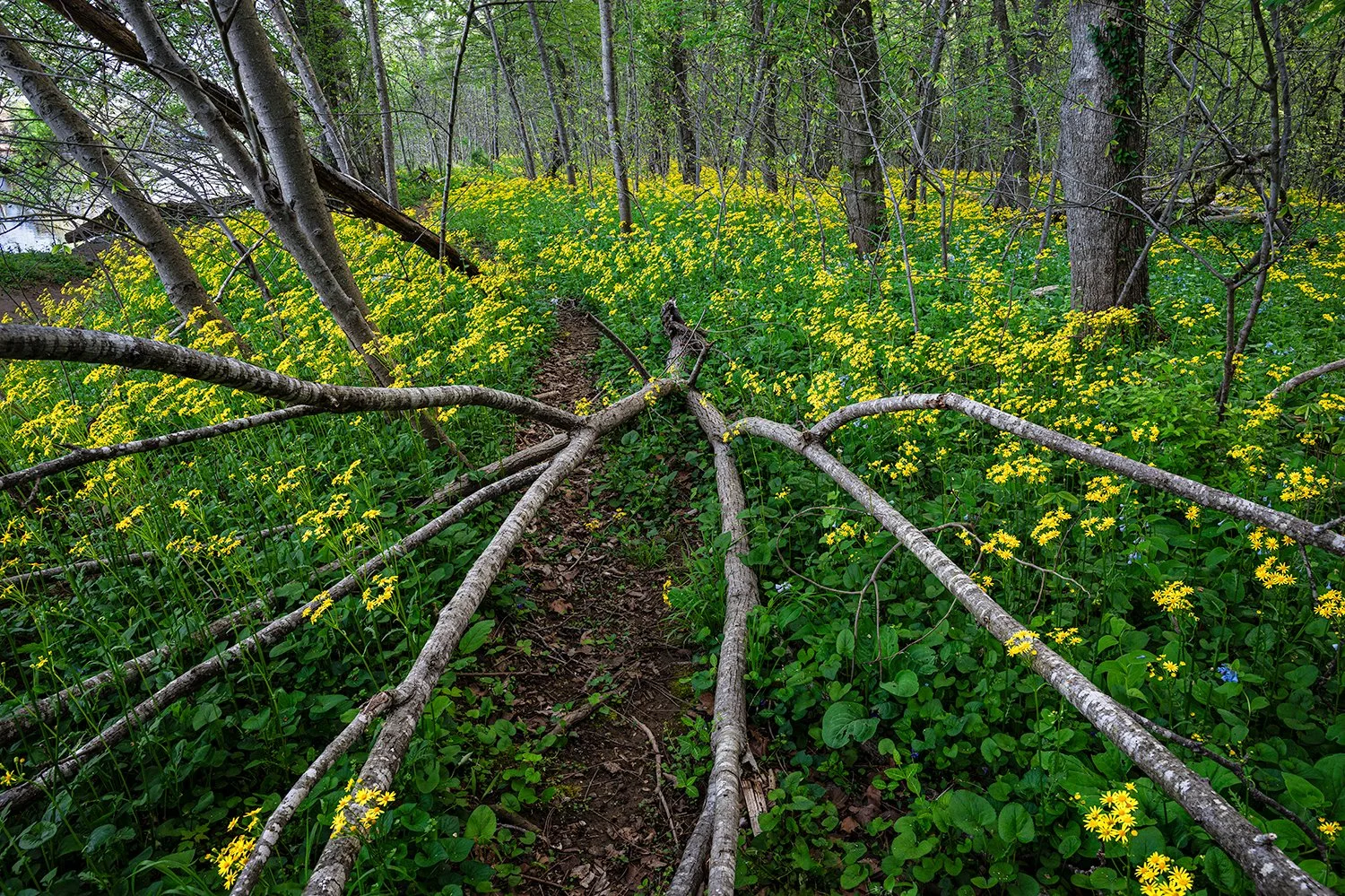 Ragwort, Potomac River Trail, MD