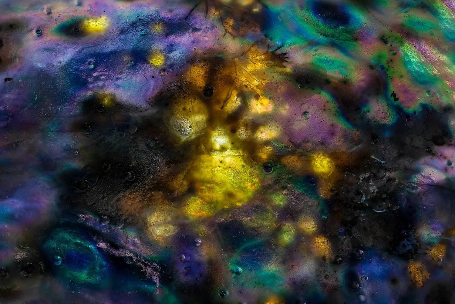 Abalone Shell