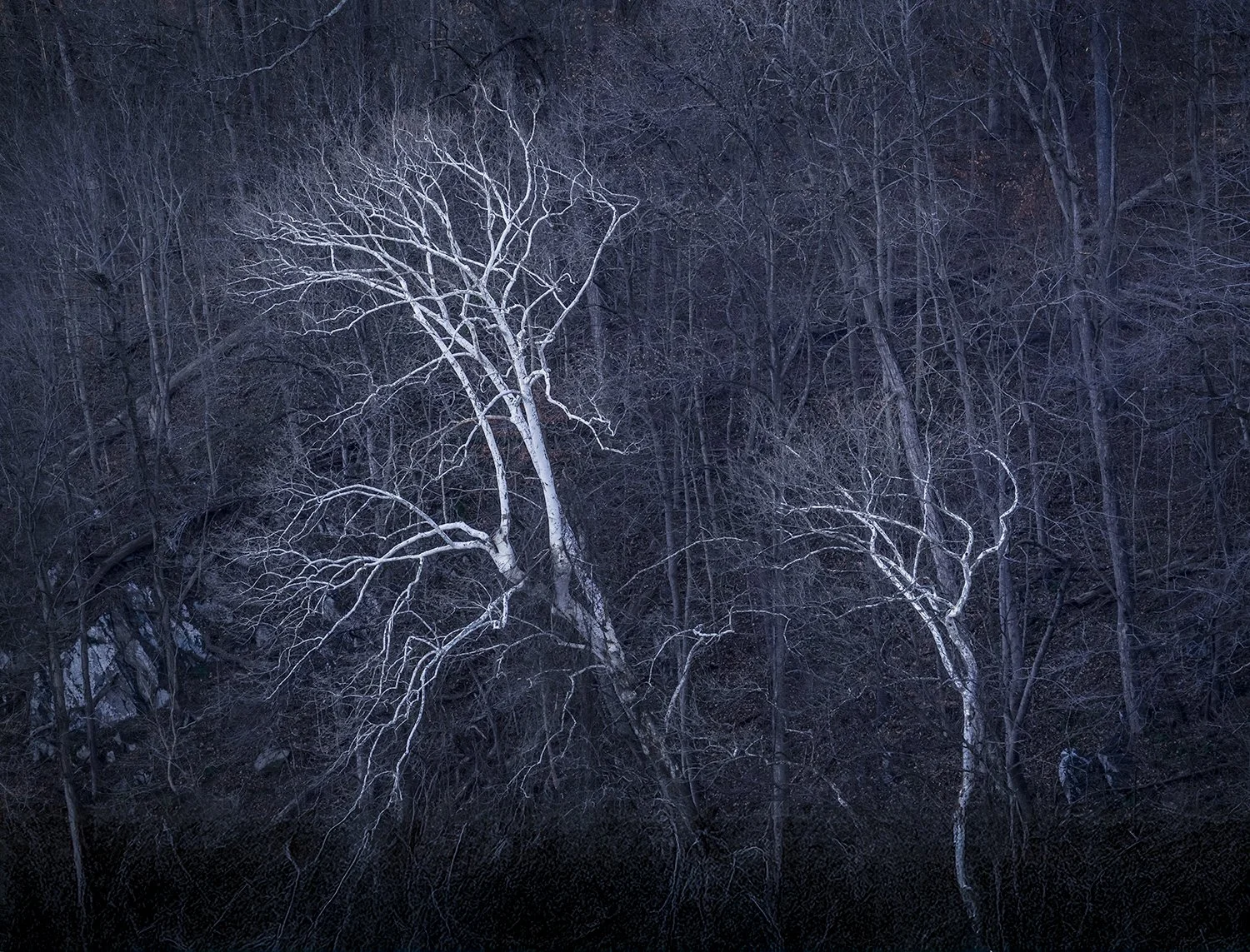 Sycamore Trees, Potomac River, MD