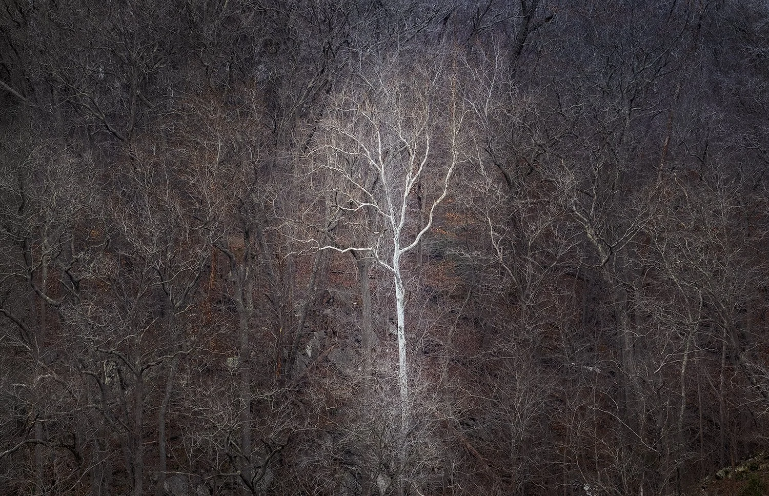 DSC_7323-Edit 11.jpg