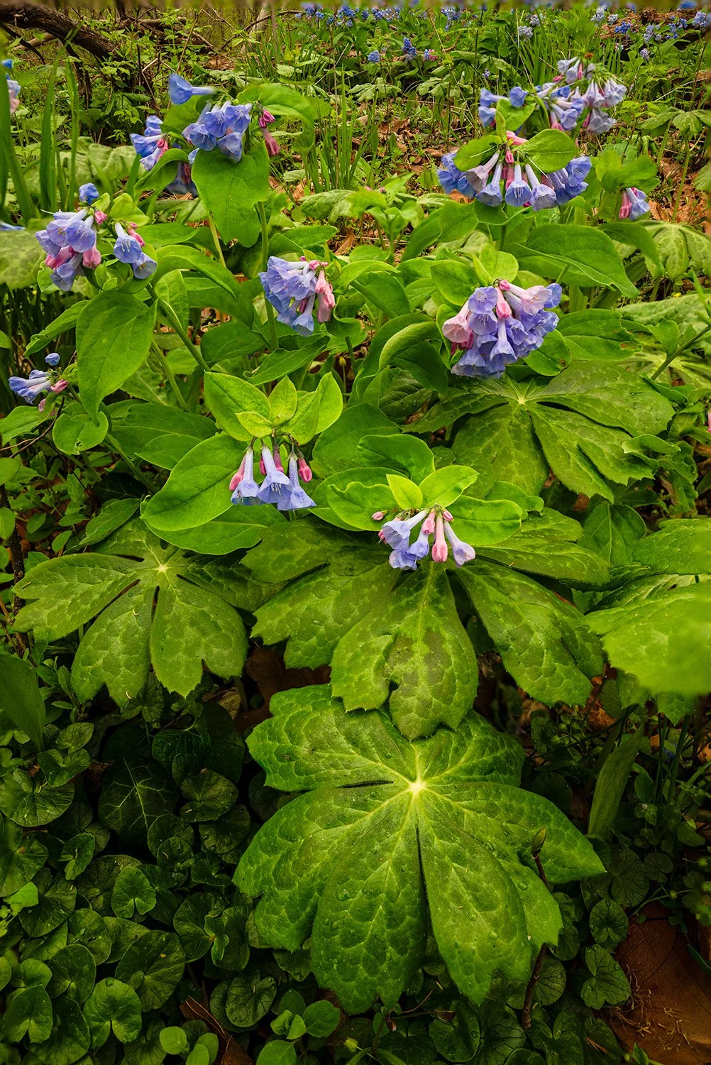 Bluebells, Potomac River Trail, MD