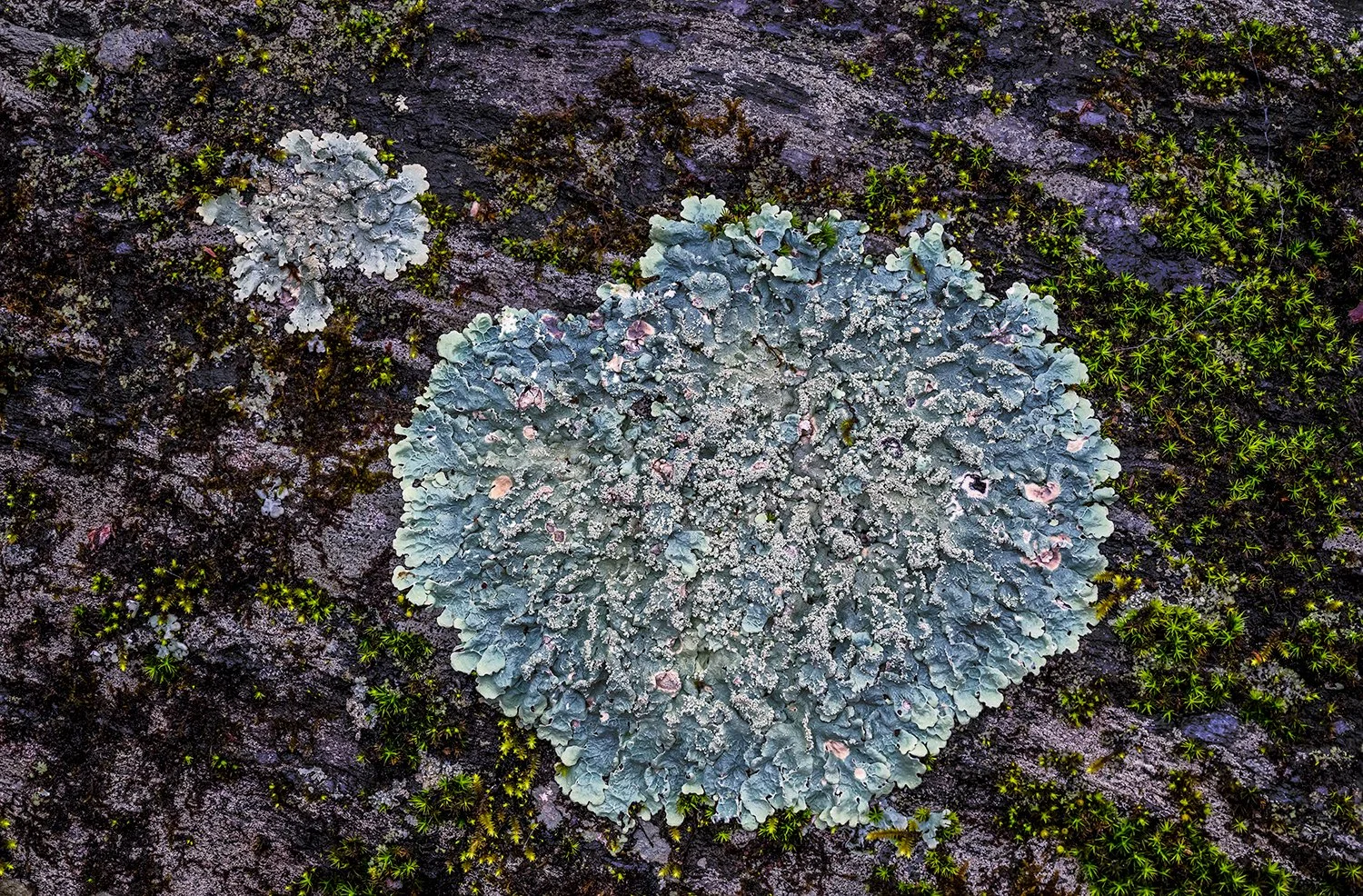 Lichen, Great Falls Natl. Park, MD
