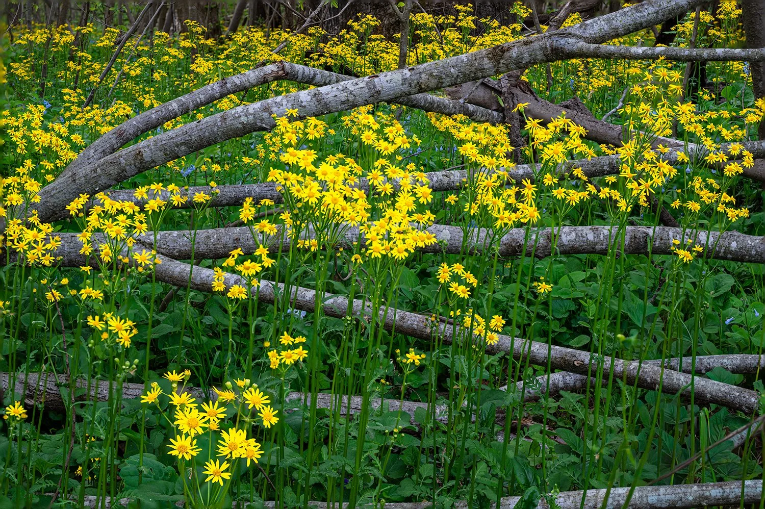 Ragwort, Potomac River Trail, MD