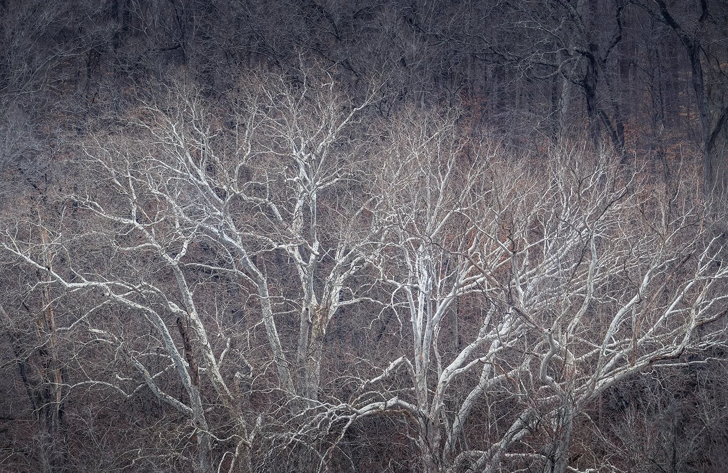 Sycamore Trees, Potomac River, MD