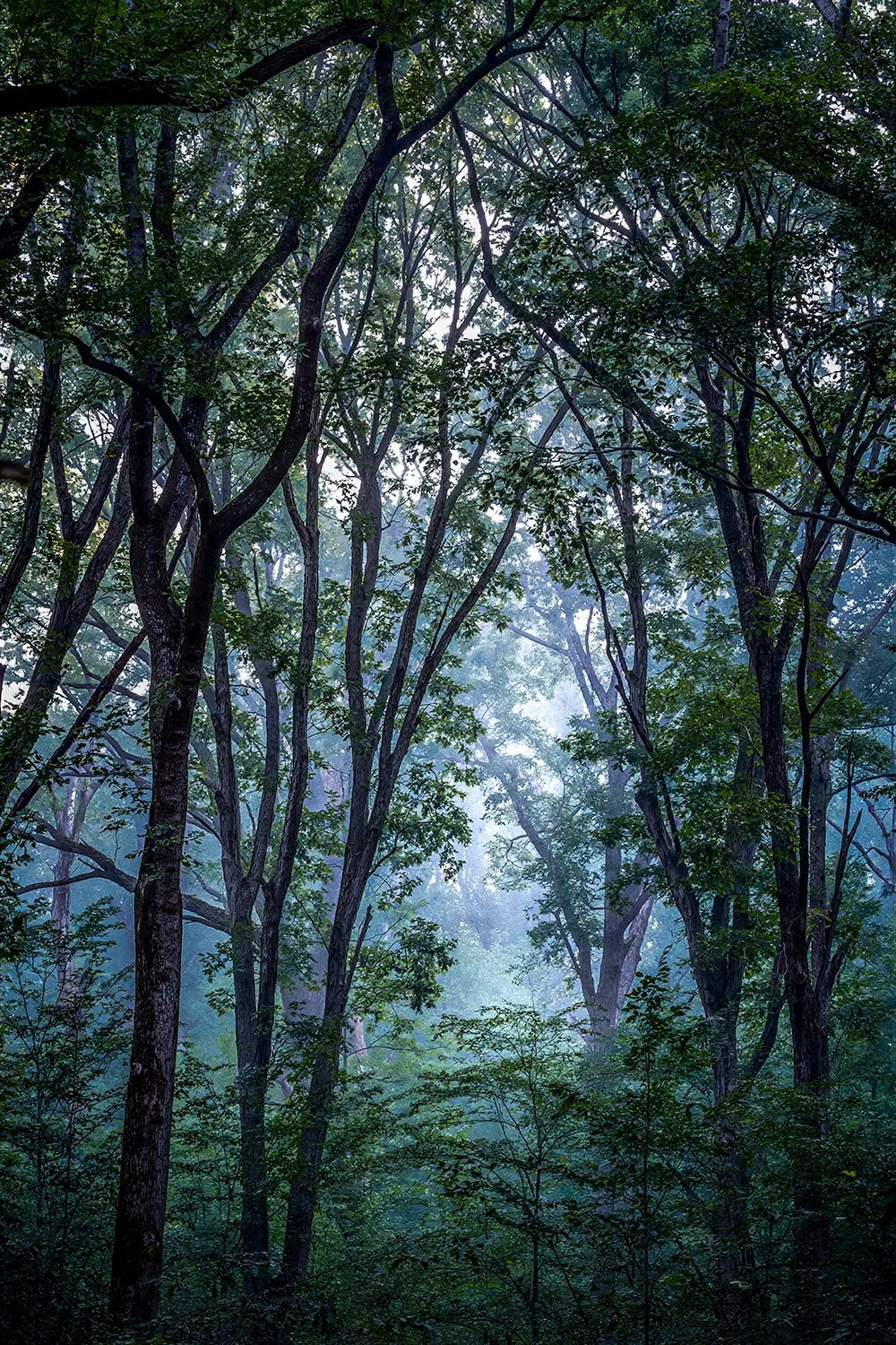 Foggy Morning, Great Falls Natl. Park, MD