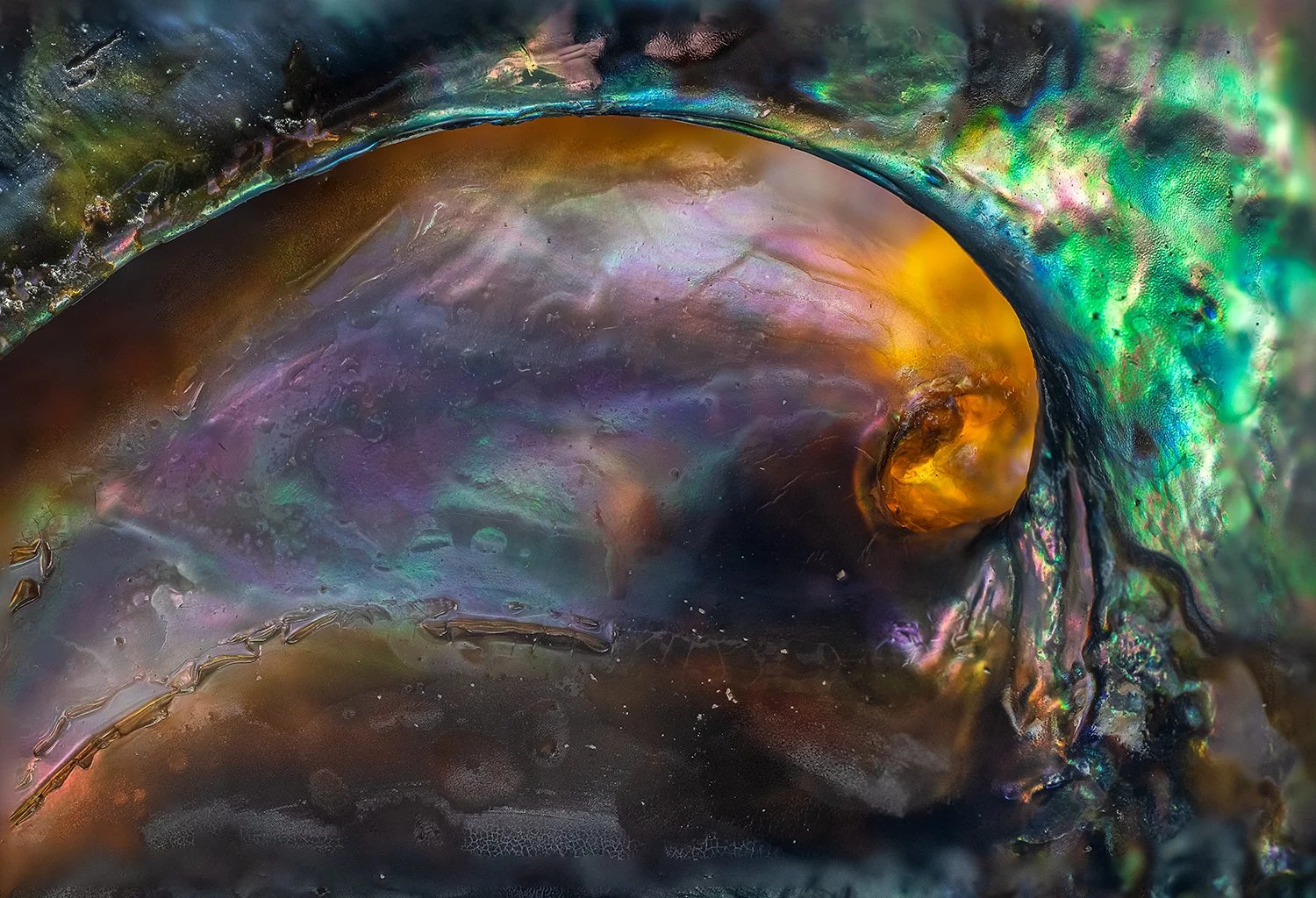 Abalone Shell