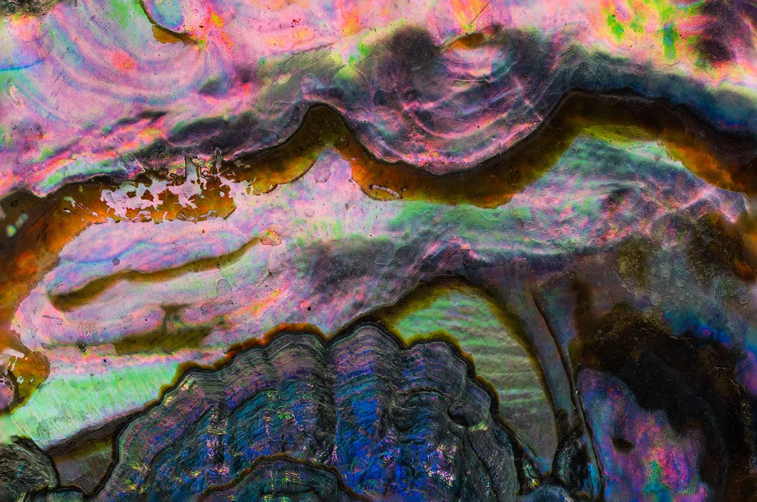 Abalone Shell