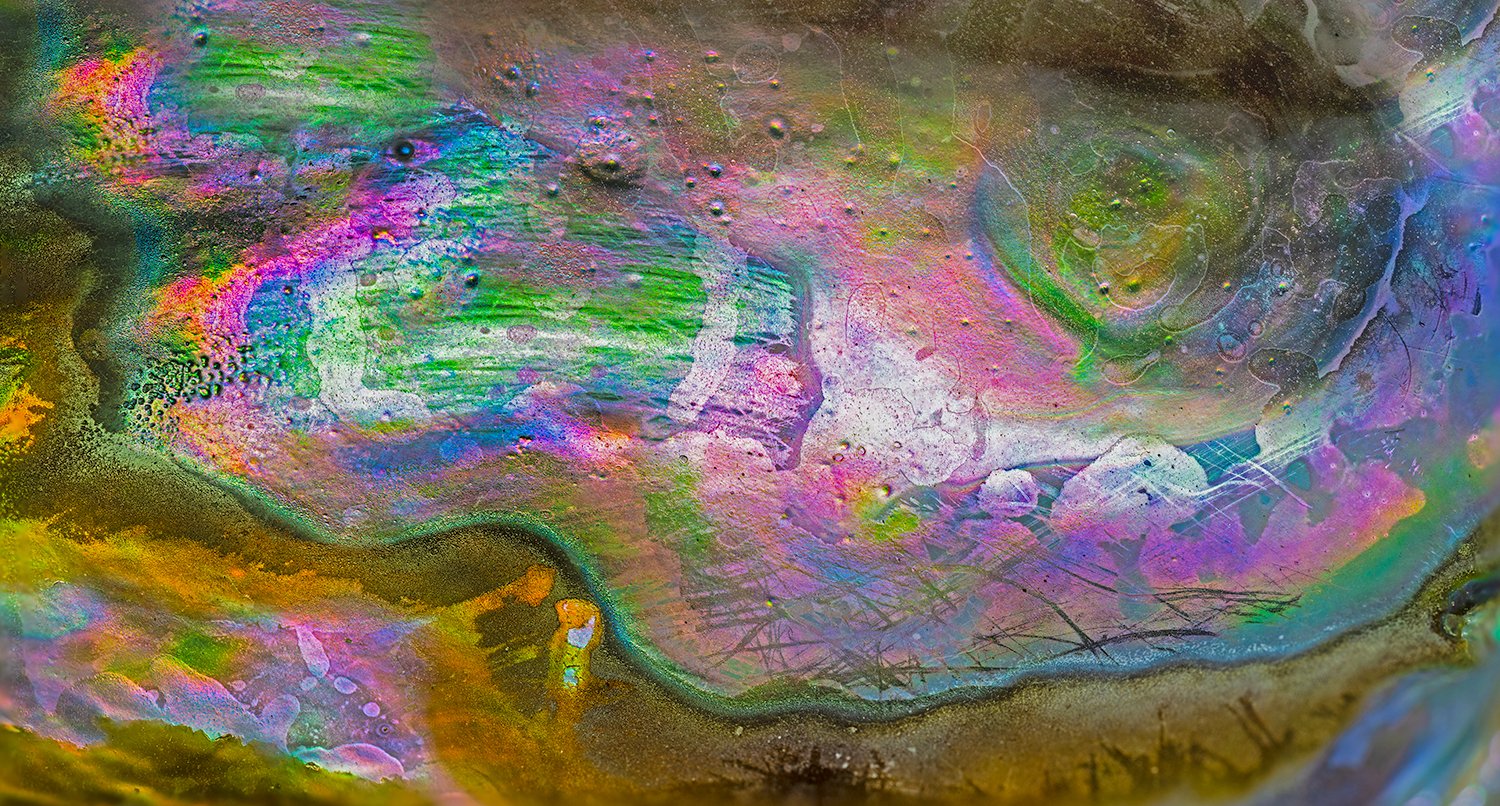Abalone Shell