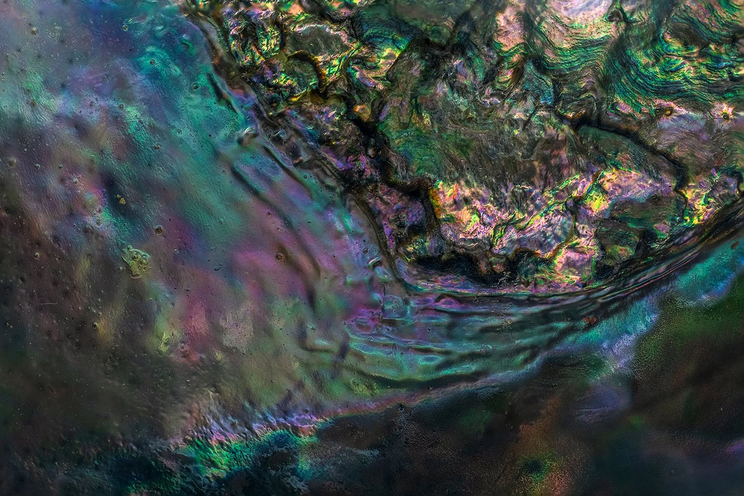 Abalone Shell