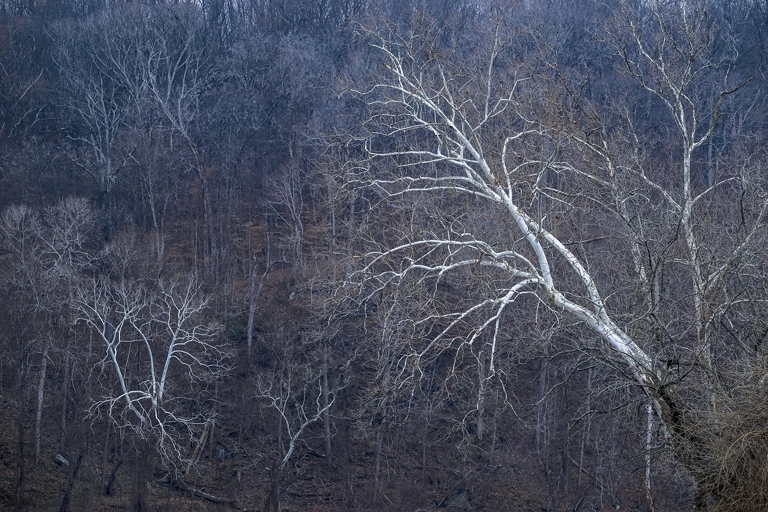 Sycamore Trees, Potomac River, MD