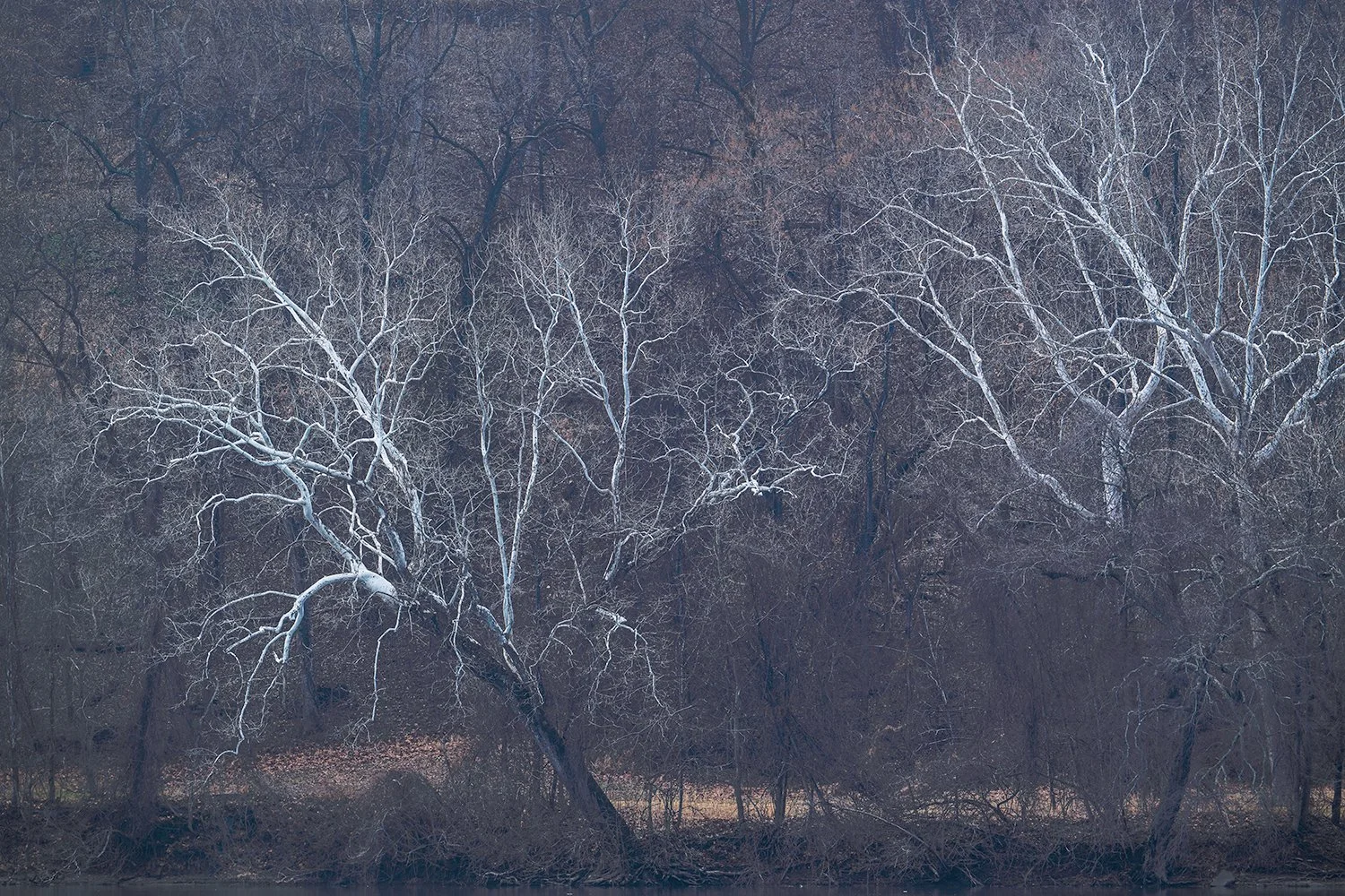 Sycamore Trees, Potomac River, MD