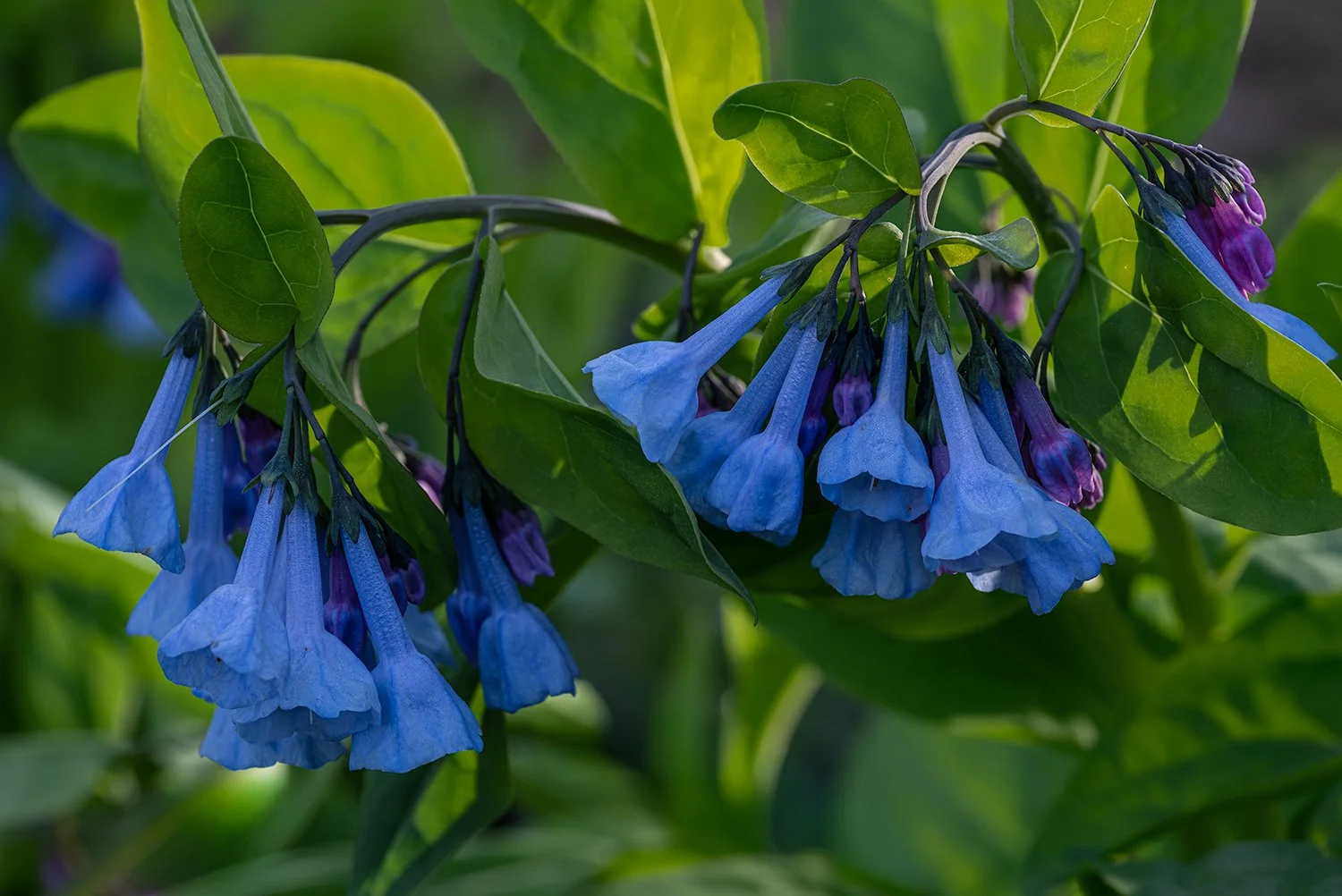 Bluebells, Potomac River Trail, MD