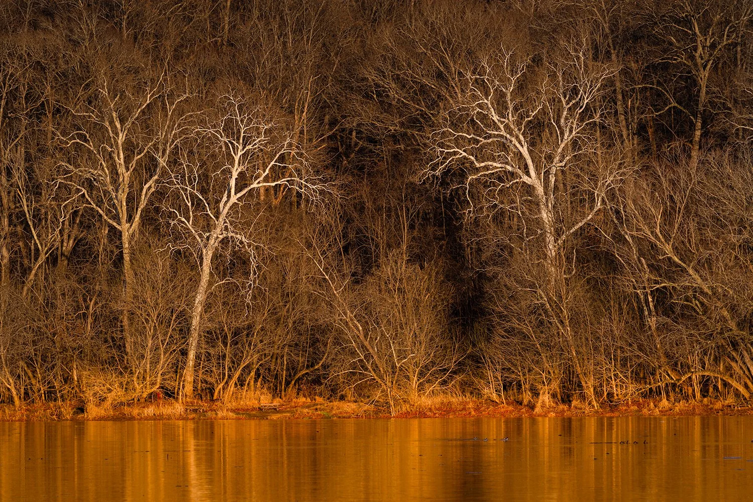 Sycamore Trees, Potomac River, MD