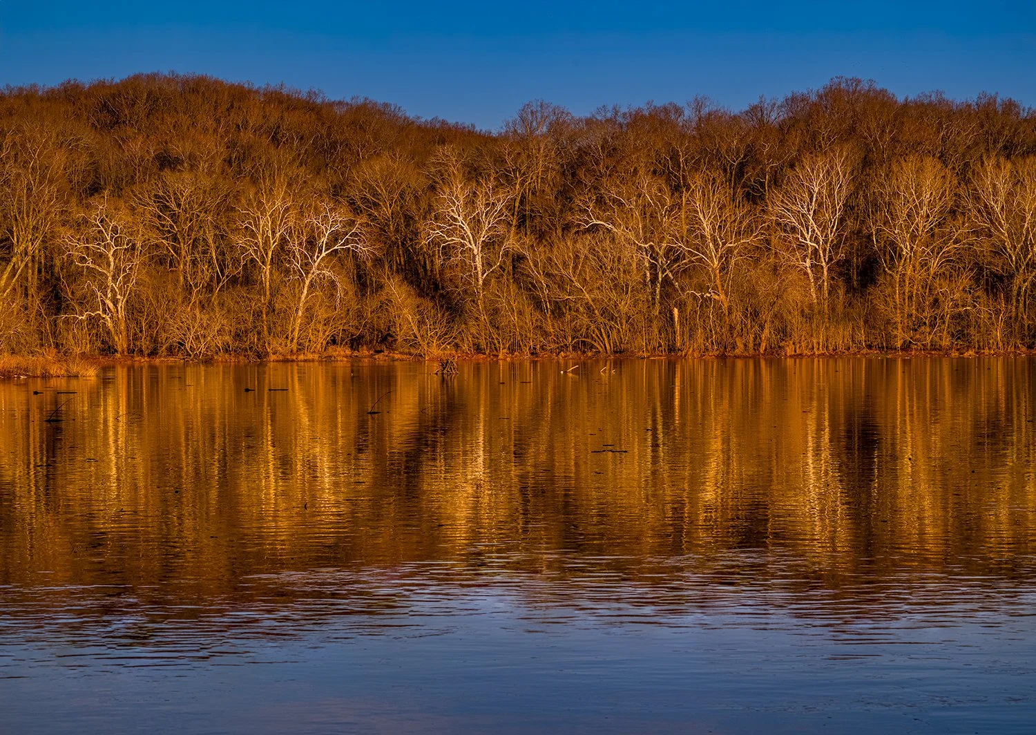 Sycamore Trees, Potomac River, MD